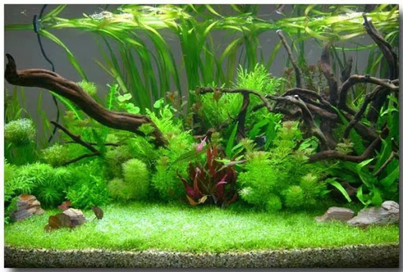rośliny w akwarium